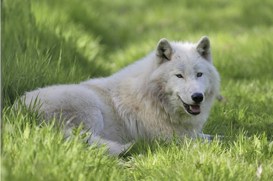 lobo branco deitado na grama