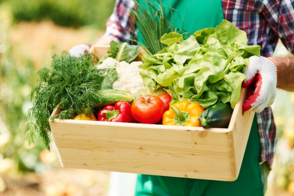 Homen com luva de jardineiro segurando na mao uma caixa com várias verduras colhidas da horta