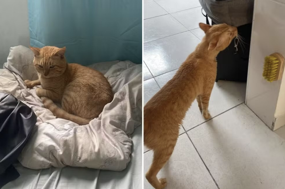 imagem do gato thor branco com listras amarelas deitado na cama da dona