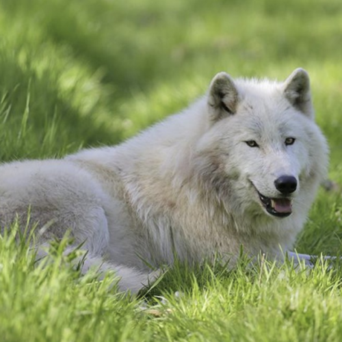 Ataque de Lobos em Zoológico Deixa Mulher Ferida